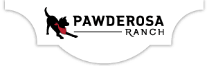 Dog Boarding Services in San Antonio